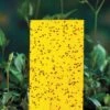 Yellow Sticky Insect Traps - Small -Parkseed Shop 06400