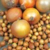 Patterson Onion Sets -Parkseed Shop 27538 PK 60