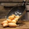 Sweet Onion Sets -Parkseed Shop 28804 PK 80