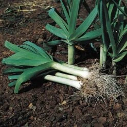 Lancelot Leek Plants