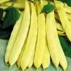 Capitano Bush Bean Seeds -Parkseed Shop 5009