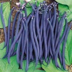 Dwarf Velour French Bush Bean Seeds