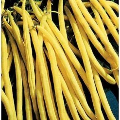 Rocdor Bush Bean Seeds -Parkseed Shop 5037