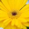 Majorette Yellow Dark Eye Gerbera Seeds -Parkseed Shop 51174