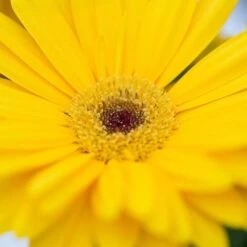 Majorette Yellow Dark Eye Gerbera Seeds