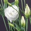 Cessna White Lisianthus Seeds -Parkseed Shop 51182 pk p1