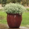 Glitz Euphorbia Seeds -Parkseed Shop 51234 PK 100