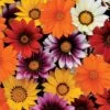 New Day® Mix Hybrid Gazania Seeds -Parkseed Shop 51324 pk 250
