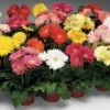 Jaguar™ Mix Gerbera Daisy Seeds -Parkseed Shop 51338 pk p1