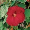 Luna™ Red Hibiscus Seeds -Parkseed Shop 51365 PK 100