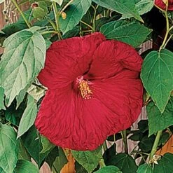 Luna™ Red Hibiscus Seeds