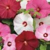 Luna™ Mix Hibiscus Seeds -Parkseed Shop 51370