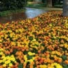 Hot Pak™ Mixture Marigold Seeds -Parkseed Shop 51458