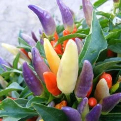 NuMex Easter Ornamental Pepper Seeds (P) Pkt Of 10 Seeds -Parkseed Shop 51519 PK P1 2