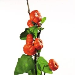 Pumpkin On A Stick Eggplant Seeds -Parkseed Shop 51648 PK P1 2