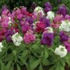 Hot Cakes Mixture Stock Seeds 2 Hot Cakes Mixture Stock Seeds -Parkseed Shop 51719 PK 250