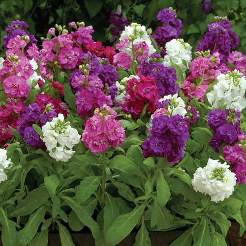 Hot Cakes Mixture Stock Seeds 3 Hot Cakes Mixture Stock Seeds