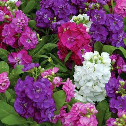 Hot Cakes Mixture Stock Seeds 4 Hot Cakes Mixture Stock Seeds - Image 2