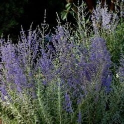 Blue Steel Russian Sage Seeds -Parkseed Shop 51829 2