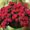Mediterranean XP Dark Red Vinca Seeds -Parkseed Shop 51851 PK 250