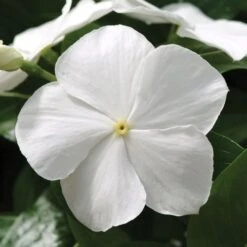 Mediterranean XP White Vinca Seeds