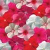 Mediterranean XP Mix Vinca Seeds -Parkseed Shop 51859 PK 250