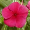 Pacifica XP Burgundy Vinca Seeds