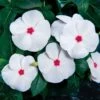 Pacifica XP Polka Dot Vinca Seeds
