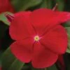 Pacifica XP Really Red Hybrid Vinca Seeds -Parkseed Shop 51877 pk 250