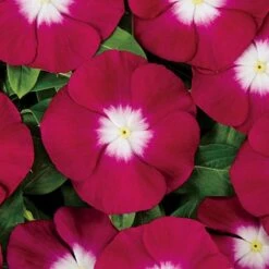 Pacifica XP Burgundy Halo Vinca Seeds