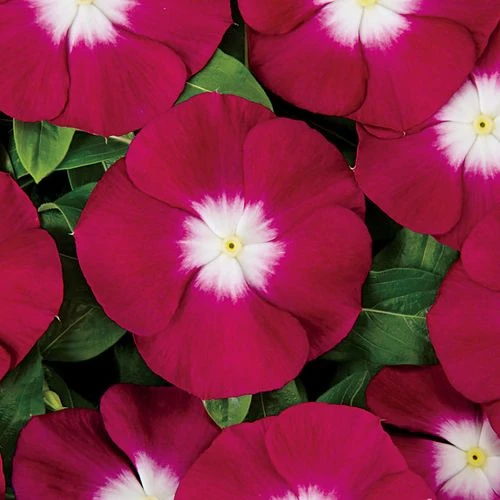 Pacifica XP Burgundy Halo Vinca Seeds 3 Pacifica XP Burgundy Halo Vinca Seeds