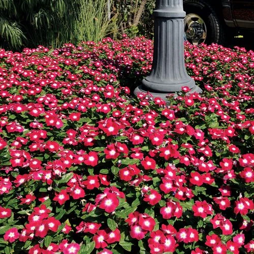 Pacifica XP Burgundy Halo Vinca Seeds 4 Pacifica XP Burgundy Halo Vinca Seeds - Image 2