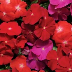 Pacifica XP Mix Hybrid Vinca Seeds