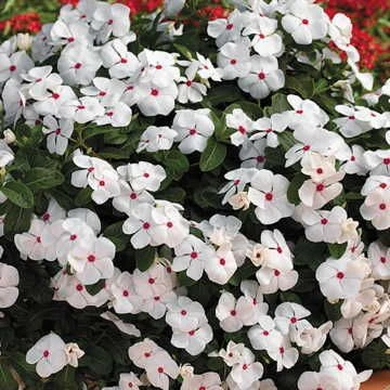 Cora® Cascade Polka Dot Vinca Seeds 3 Cora® Cascade Polka Dot Vinca Seeds