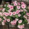Cora® Cascade Strawberry Vinca Seeds 2 Cora® Cascade Strawberry Vinca Seeds -Parkseed Shop 51944 PK 100