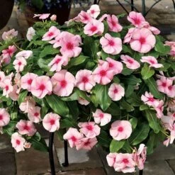 Cora® Cascade Strawberry Vinca Seeds