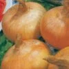 Yellow Granex Hybrid 33 Onion Seeds -Parkseed Shop 5208
