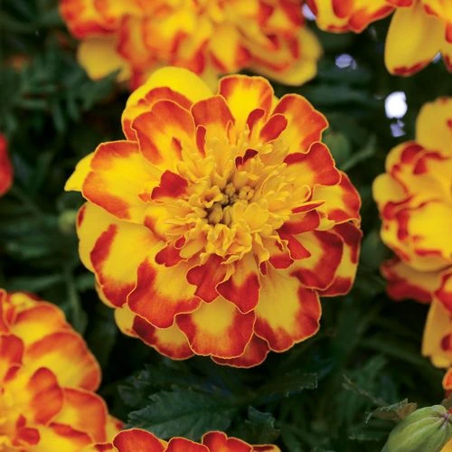 Flamenco Marigold Seeds 3 Flamenco Marigold Seeds