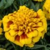 Super Hero™ Yellow Bee Marigold Seeds -Parkseed Shop 52221