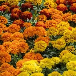 Super Hero™ Mix Marigold Seeds