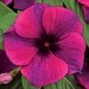 Tattoo™ Black Cherry Vinca Seeds -Parkseed Shop 52249