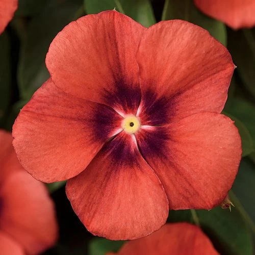 Tattoo™ Tangerine Vinca Seeds 3 Tattoo™ Tangerine Vinca Seeds