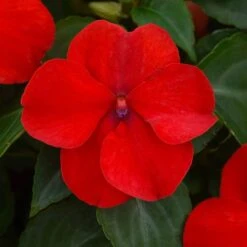 Beacon® Bright Red Hybrid Impatiens Seeds