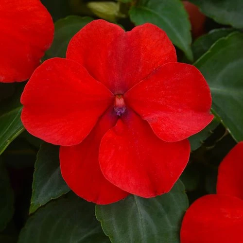 Beacon® Bright Red Hybrid Impatiens Seeds 3 Beacon® Bright Red Hybrid Impatiens Seeds