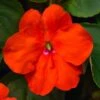 Beacon® Orange Hybrid Impatiens Seeds -Parkseed Shop 52313 PK 500