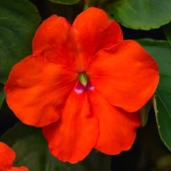 Beacon® Orange Hybrid Impatiens Seeds