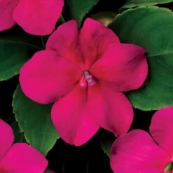 Beacon® Violet Shades Hybrid Impatiens Seeds