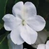 Beacon® White Hybrid Impatiens Seeds