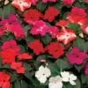 Imara™ XDR Mix Impatiens Seeds 2 Imara™ XDR Mix Impatiens Seeds -Parkseed Shop 52326
