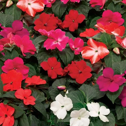 Imara™ XDR Mix Impatiens Seeds 3 Imara™ XDR Mix Impatiens Seeds
